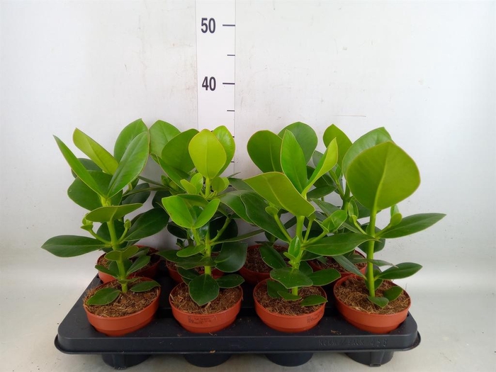 <h4>Clusia rosea 'Princess'</h4>