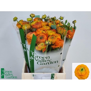 RAN AAZUR ORANGE 60 GR.