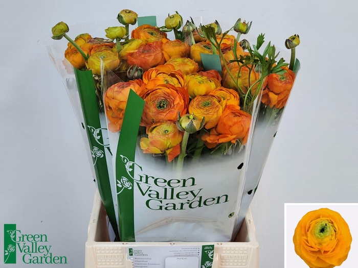 <h4>RAN AAZUR ORANGE 60 GR.</h4>