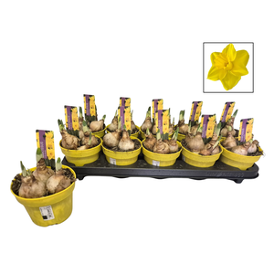 Bol op pot Narcis 12cm Lucky Number