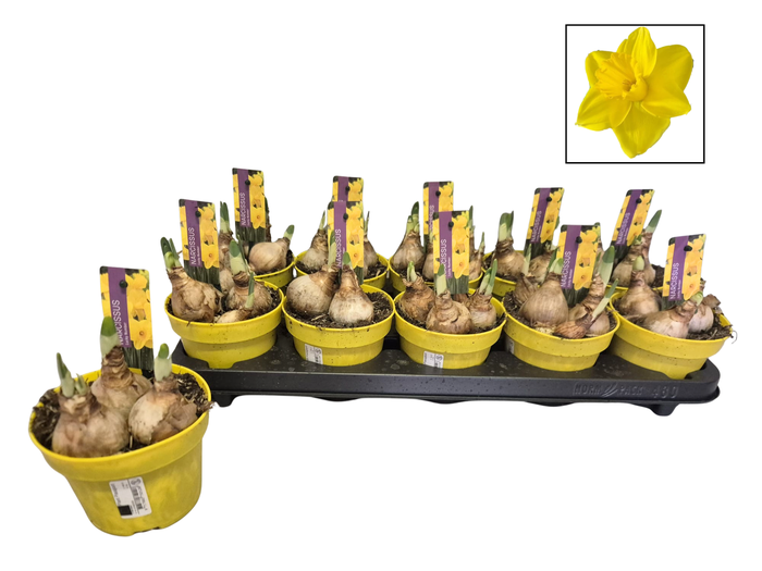 <h4>Bol op pot Narcis 12cm Lucky Number</h4>