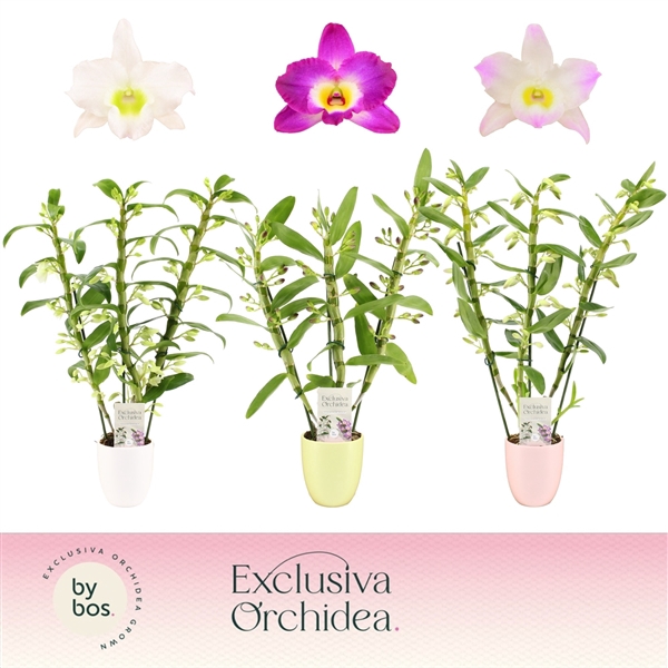 <h4>Dendrobium nobile mixed</h4>