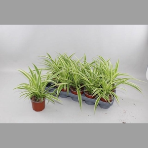 CHLOR COMOSUM