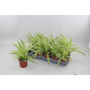 CHLOR COMOSUM