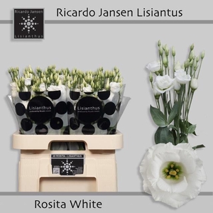 EUS G ROSI  WHITE