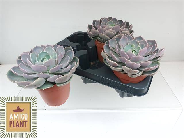 <h4>ECHEV LOTUS</h4>
