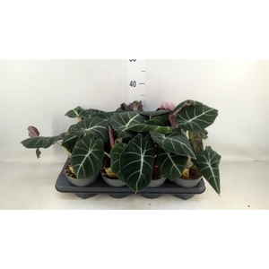 Alocasia  'Black Velvet'