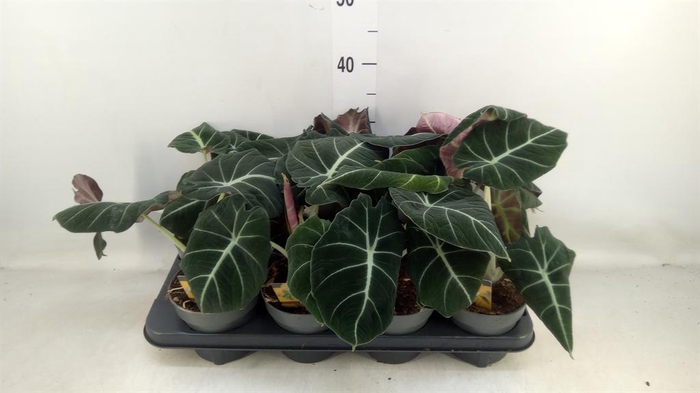 <h4>Alocasia  'Black Velvet'</h4>