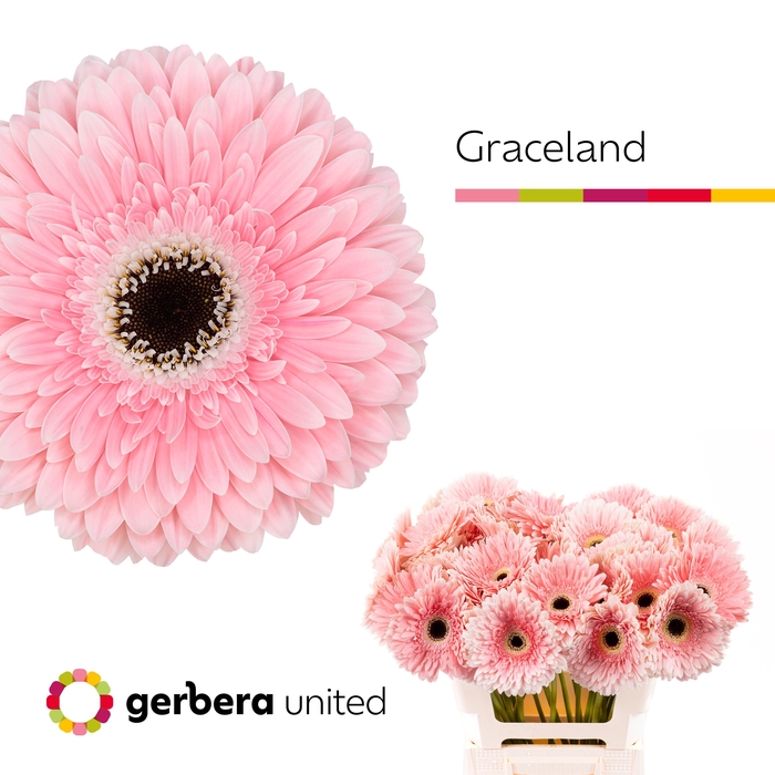 <h4>Gerbera Graceland Water x40</h4>