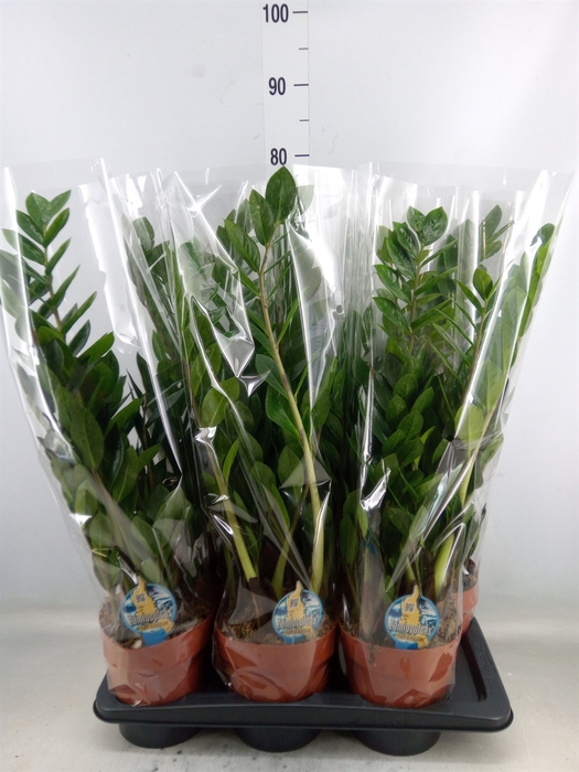 <h4>Zamioculcas zamiifolia</h4>