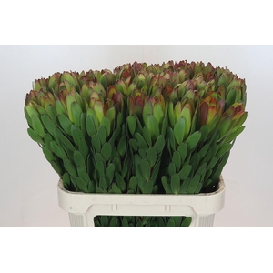 Leucadendron Goldstrike
