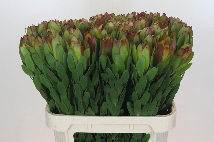<h4>Leucadendron Goldstrike</h4>