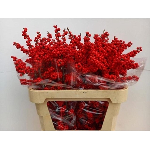 Ilex verticillata brit buys