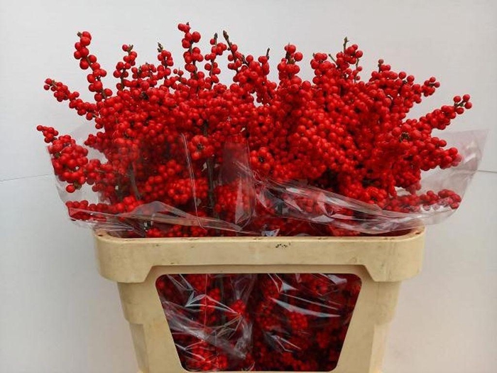 <h4>Ilex verticillata brit buys</h4>