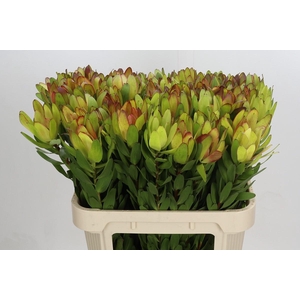 Leucadendron Goldstrike