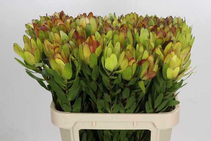 <h4>Leucadendron Goldstrike</h4>