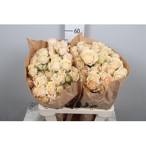 R Tr Sahara Sensation