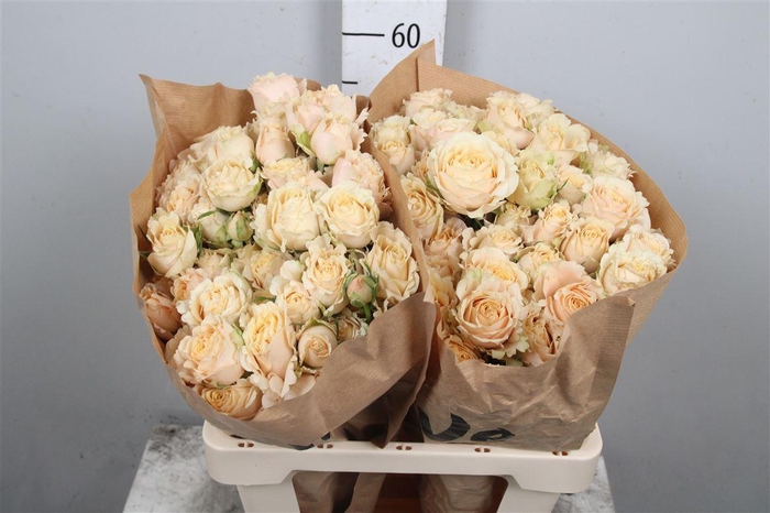 <h4>R Tr Sahara Sensation</h4>