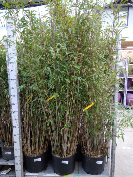 <h4>Fargesia ...</h4>