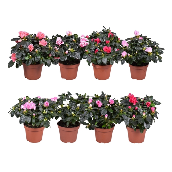 <h4>Azalea Vogel gemengd 11cm</h4>