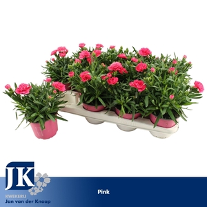 Dianthus P12 Light Pink TST