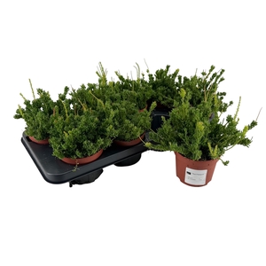 RHIPSALIS MESEMBRYAN
