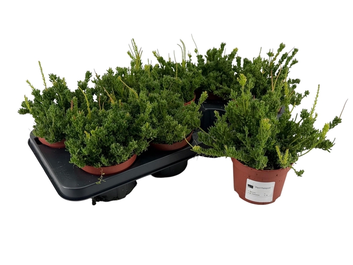 <h4>RHIPSALIS MESEMBRYAN</h4>