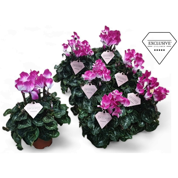 <h4>Cyclamen Exclusive® Fusion</h4>