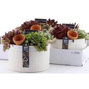 ARR SEMPERVIVUM