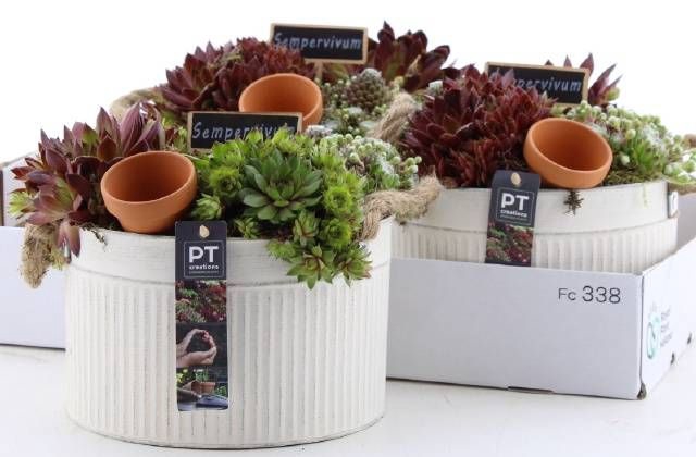 <h4>ARR SEMPERVIVUM</h4>