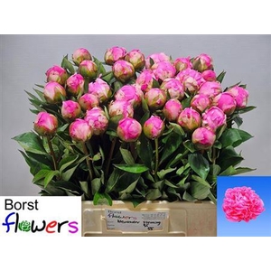 Paeonia Lactiflora Grp 'Dr. Alexander Fleming'