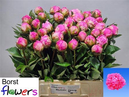 <h4>Paeonia Lactiflora Grp 'Dr. Alexander Fleming'</h4>