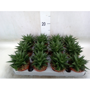 Haworthia limifolia