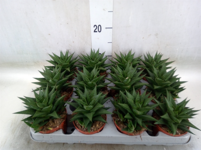 <h4>Haworthia limifolia</h4>