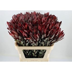 Leucad Safari Sunset 80cm