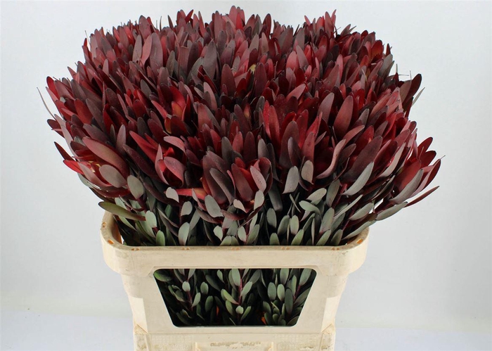 <h4>Leucad Safari Sunset 80cm</h4>