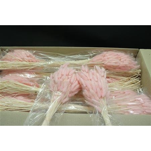 Lagurus Baby Rosa X30