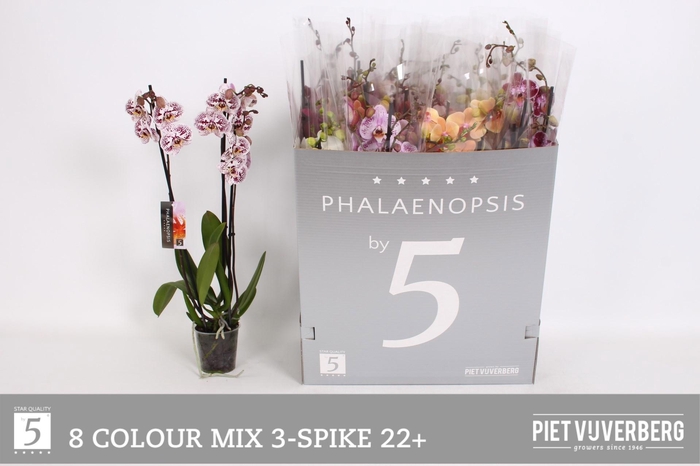 <h4>PHAL GEM 8 KL</h4>