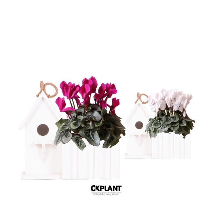 <h4>Cyclamen mix in Birdhouse white</h4>