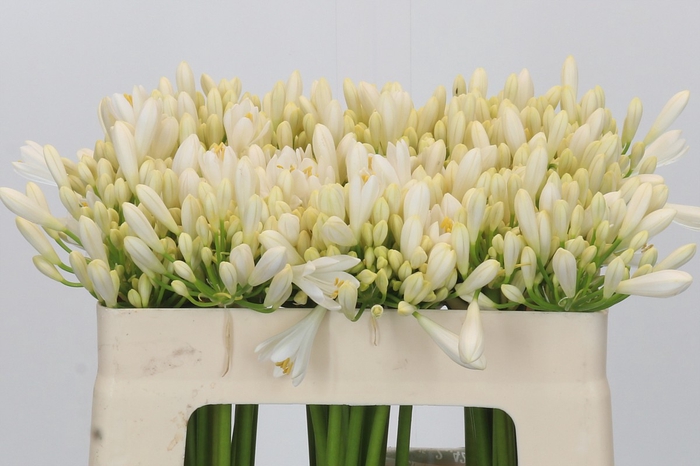 <h4>Agapanthus Gletsjer</h4>