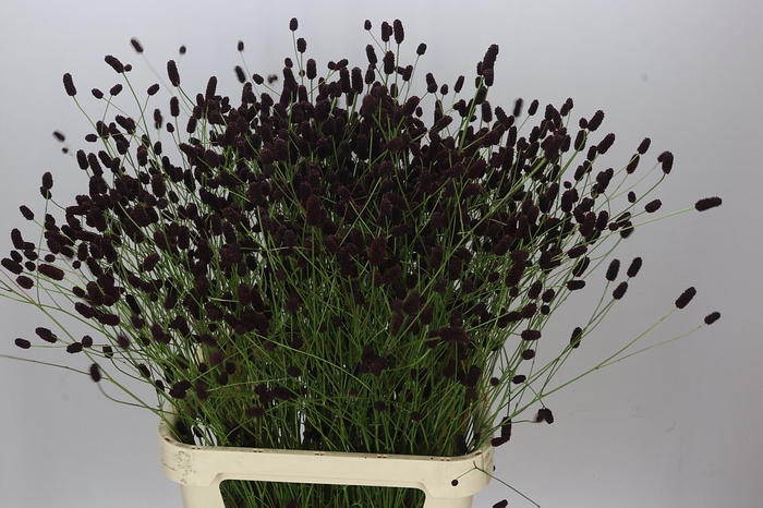 Sanguisorba Black Dream