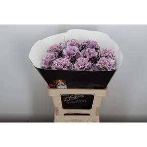 Brassica (fr) Wx Classic Silverado