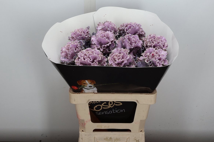 <h4>Brassica (fr) Wx Classic Silverado</h4>