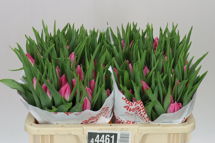 <h4>Tulipa En Bolroyal Pink</h4>