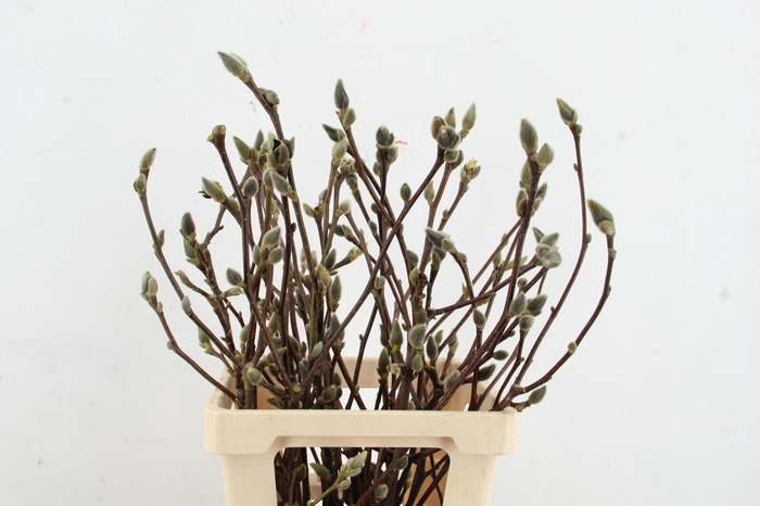 <h4>MAGNOLIA SUPERBA 060CM</h4>