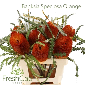 Banksia Speciosa Orange