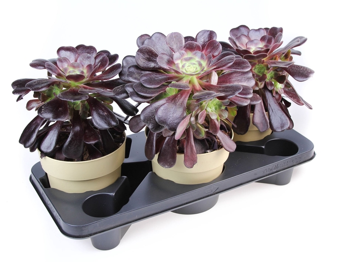 <h4>Aeonium arboreum</h4>