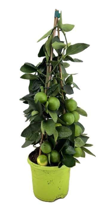 <h4>Citrus lime piramide</h4>