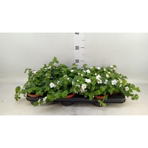 Sutera  'White Showers'