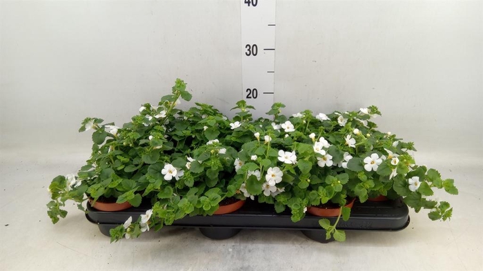 <h4>Sutera  'White Showers'</h4>